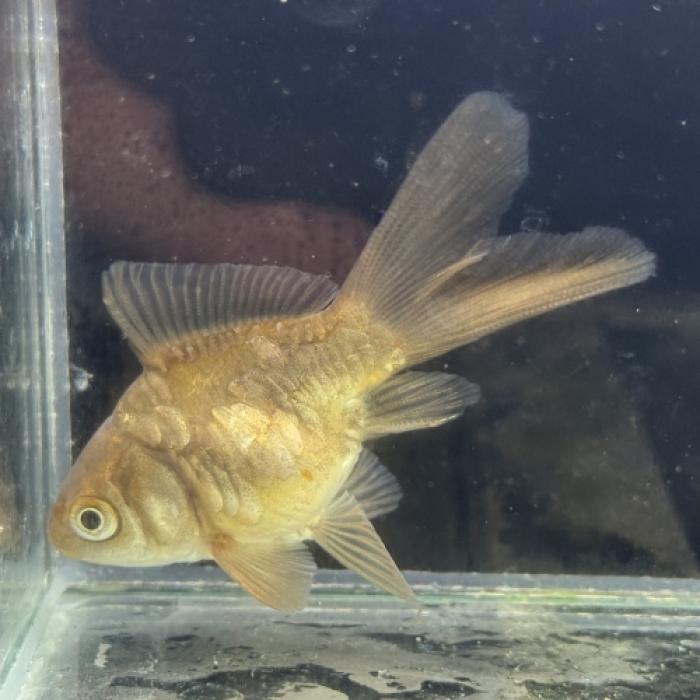 ドラゴンスケール玉サバ（埼玉）