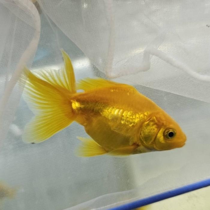 ドラゴンスケール黄金琉金（埼玉）