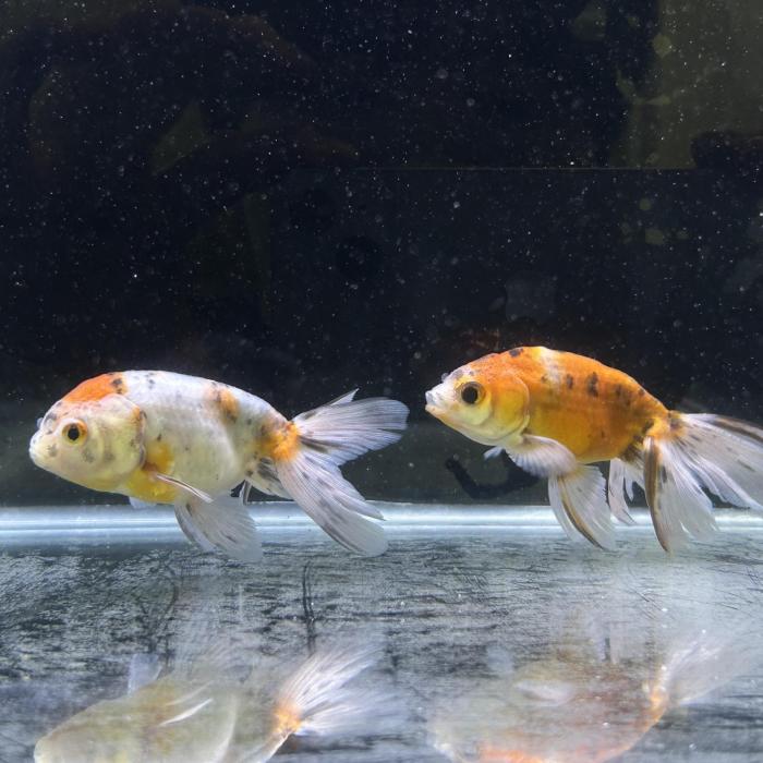 京錦（埼玉/志村）（Ｌ）