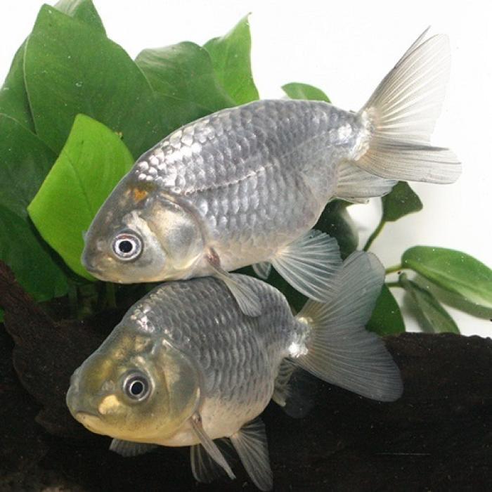 青ランチュウ（埼玉）