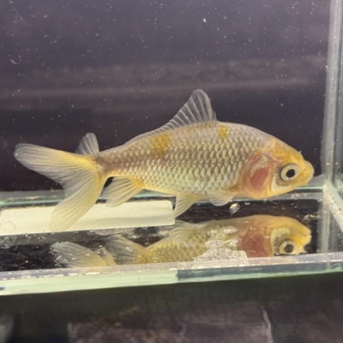 青もみじ三尾和金（埼玉）