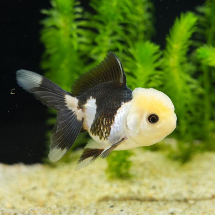 ライオンヘッドバルーンパンダオランダ（インドネシア）（Ｍ）