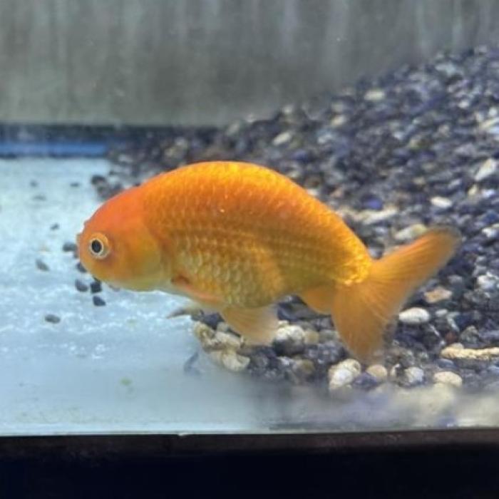 レッドランチュウ（インドネシア）（ＭＬ）