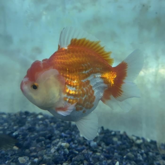 ショートテールサラサオランダ（インドネシア）（Ｌ）