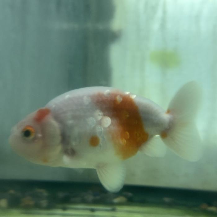 サクラランチュウ（インドネシア）（ＭＬ）