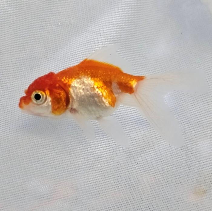 サラサオランダ（インドネシア）（ＳＭ）