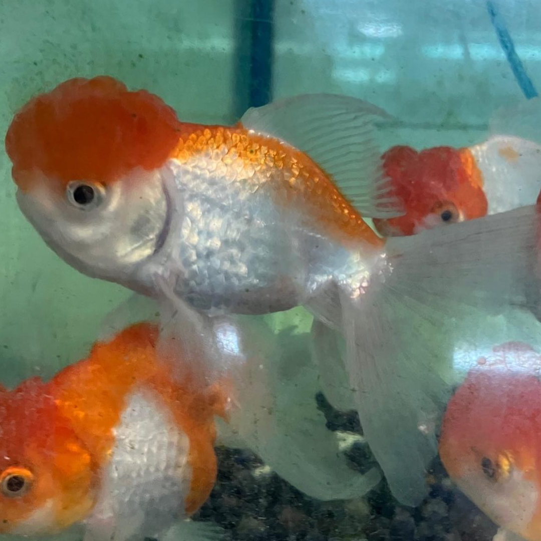 サラサオランダ（インドネシア）（ＭＬ）