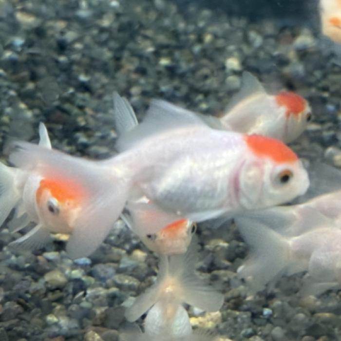 レッドキャップオランダ（インドネシア）（ＳＭ）