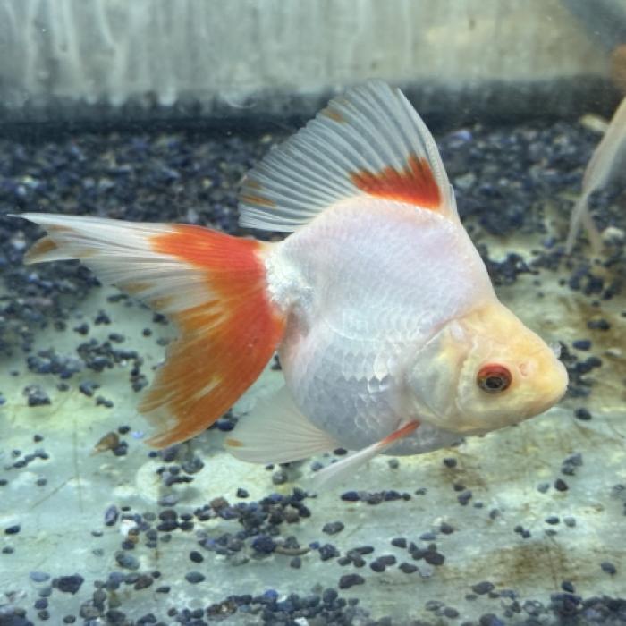 白琉金（埼玉）（ＬＬ）