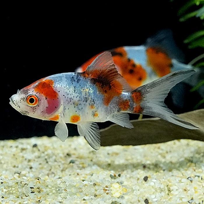 朱文金（東川養魚場）