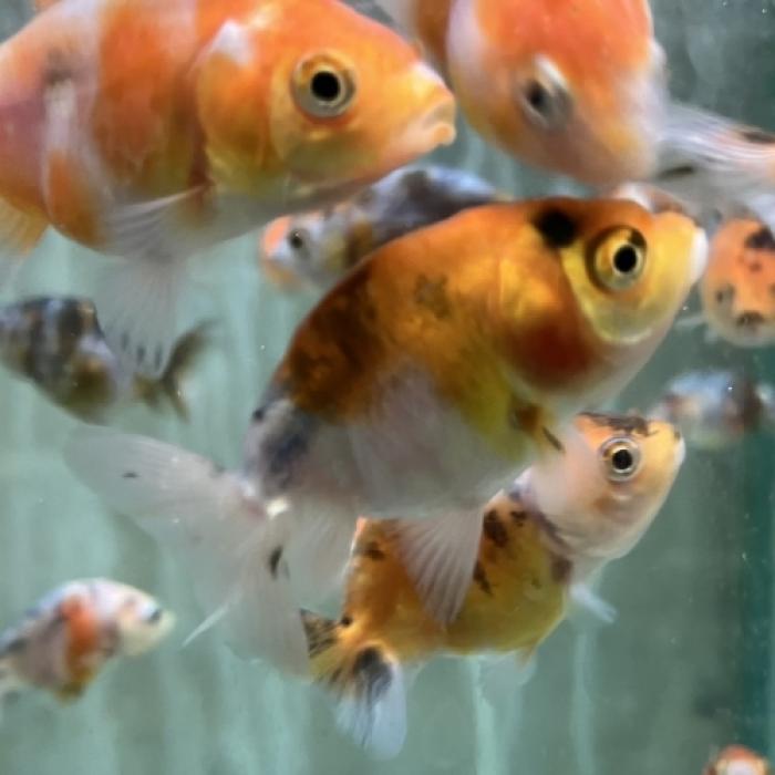 キャリコランチュウ（インドネシア）（ＳＭ）