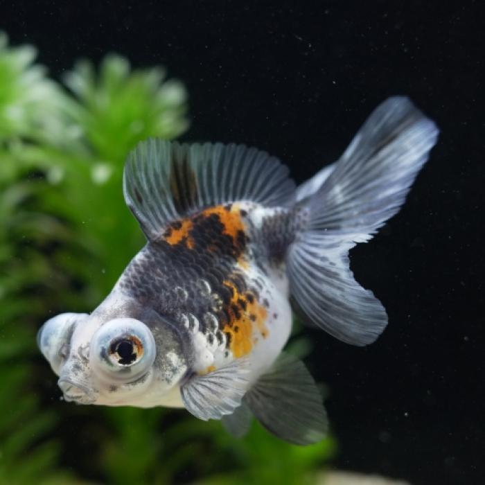 蝶尾・色ミックス（中国）