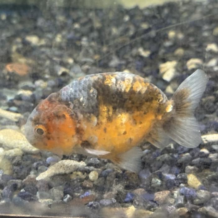 キリンランチュウ（インドネシア）（Ｍ）