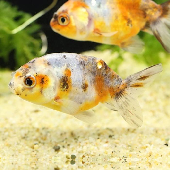 江戸錦（埼玉）（Ｌ）