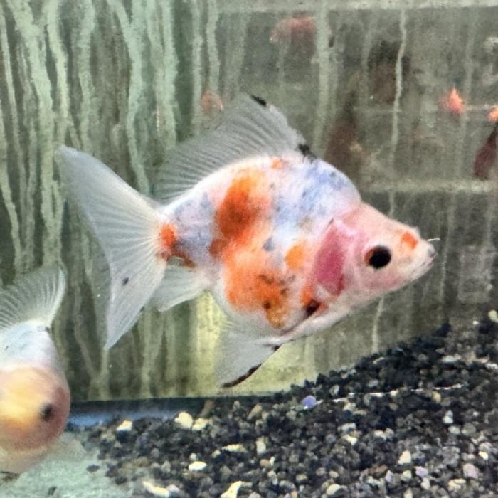 キャリコ琉金（インドネシア）(ML)