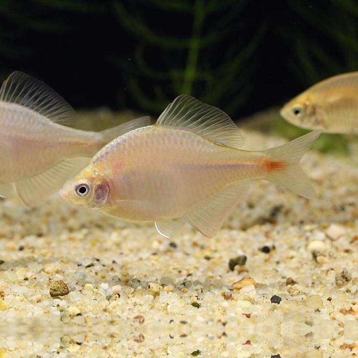 イエローバラタナゴ