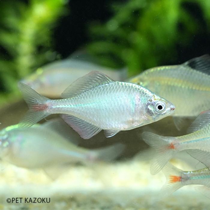 タイリクバラタナゴ（オスメスＭＩＸ指定不可）