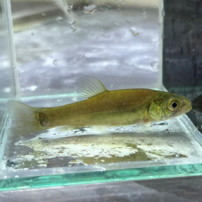 ティンカ　ティンカ（中国）