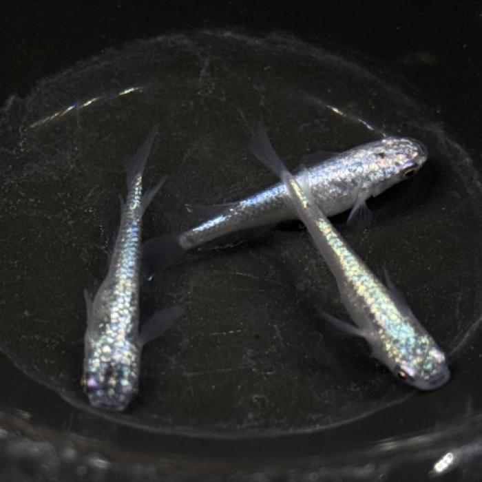 ブルームーンヘイキ