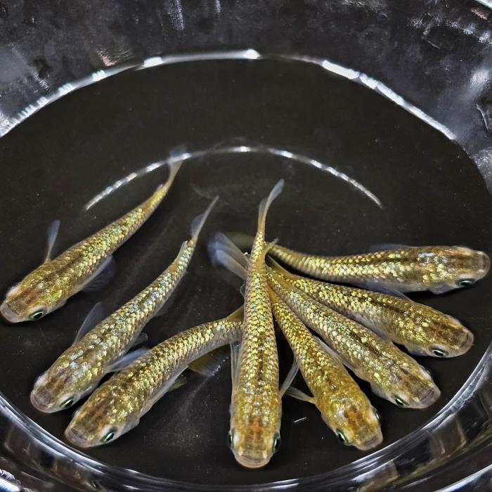 琥珀（こはく）レインボーラメメダカ