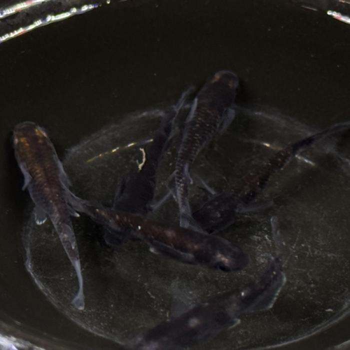 ブラックウルフ