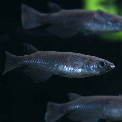 オロチ（真黒）メダカ