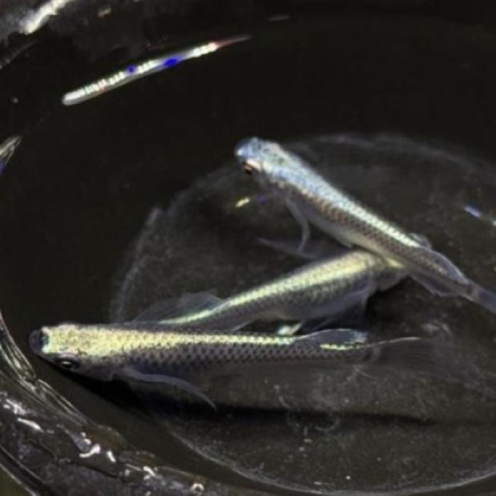 黒幹之・ヒレ長