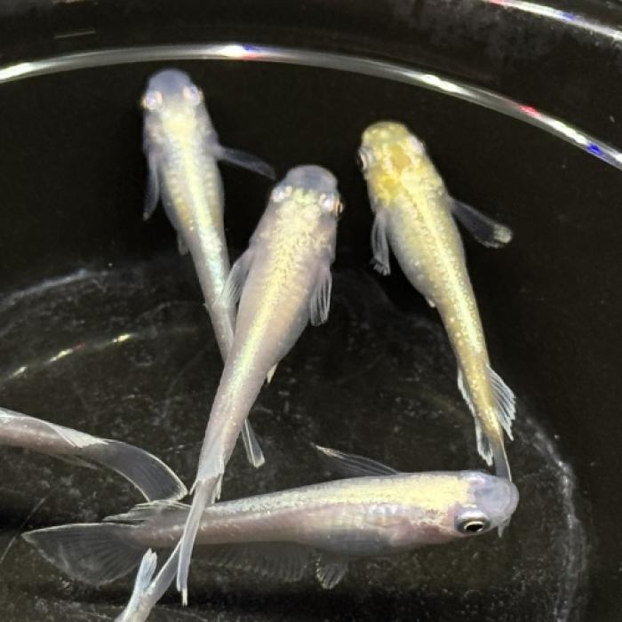 鱗光・キッシングワイドフィン