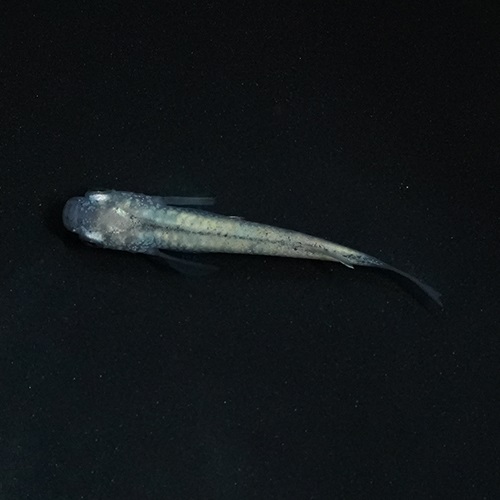 全身体内光メダカ