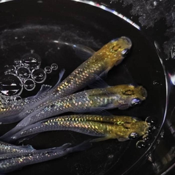 彗煌（上州メダカ）