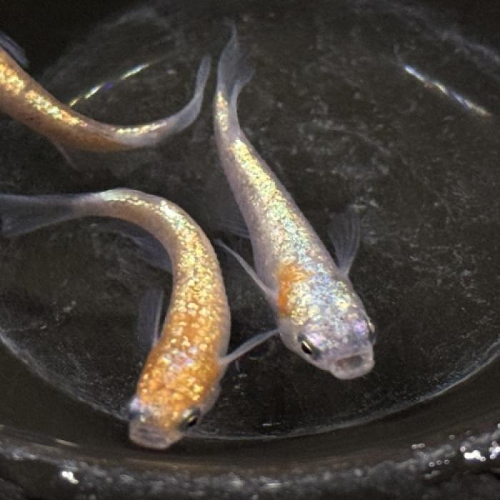 三色ヒミツヘイキ（サバンナメダカブリード）