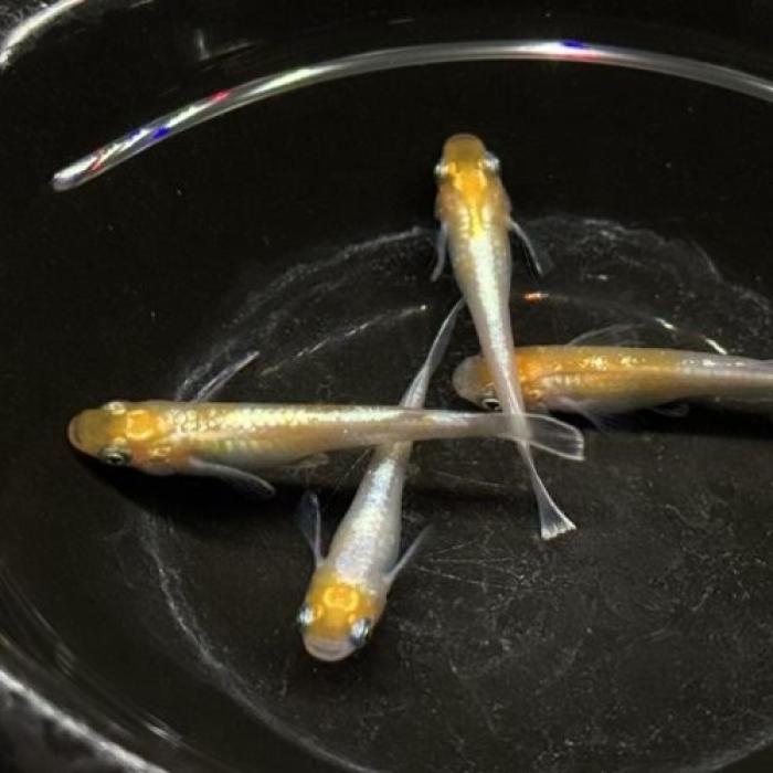 鏡花菊紅白メダカ