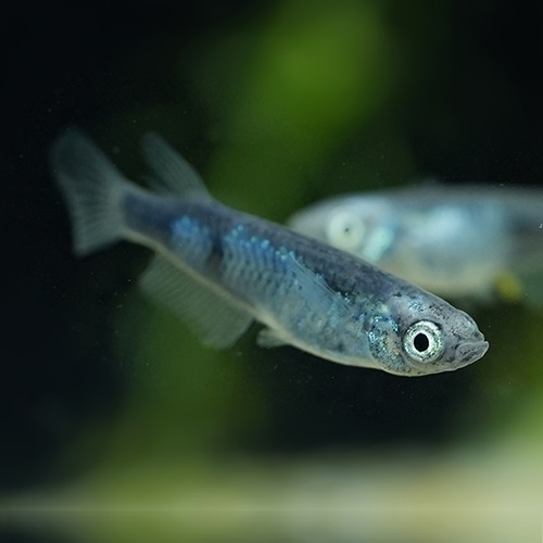 清流（きりゅう）メダカ