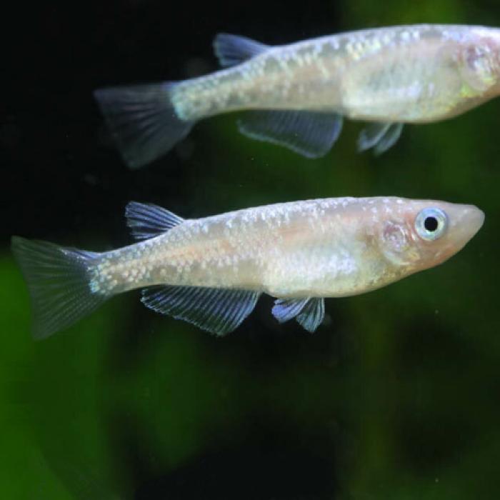 白ラメミユキ・ダイヤモンドダスト