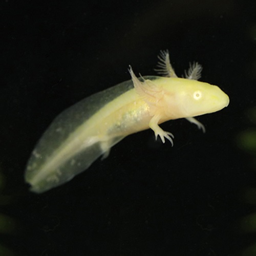 ウーパールーパー（ゴールデン）