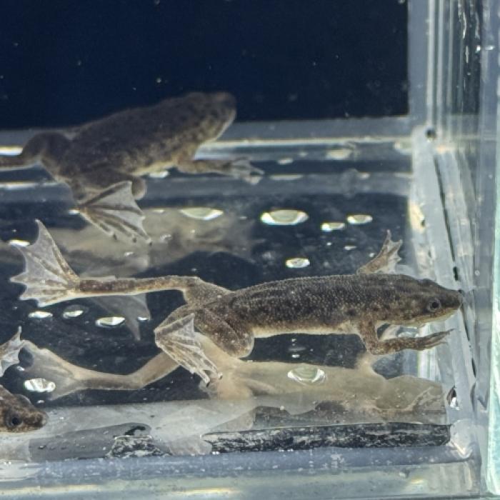 ヒメツメガエル