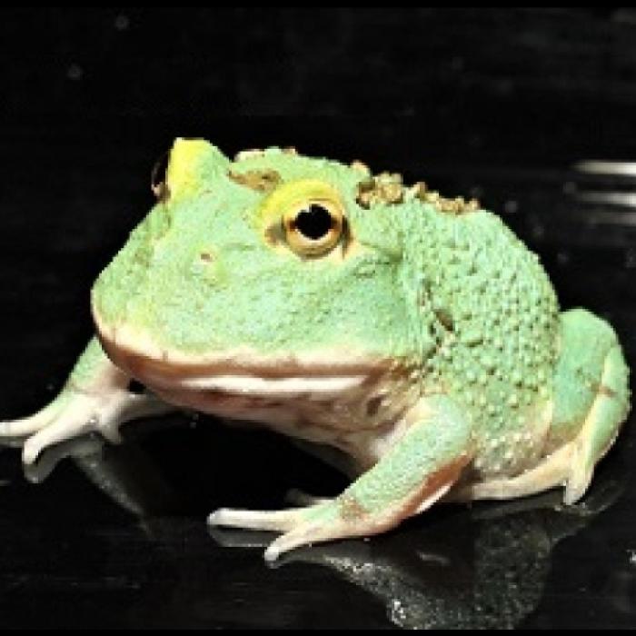 クランウェルツノガエル・マスカットスポット（成体）
