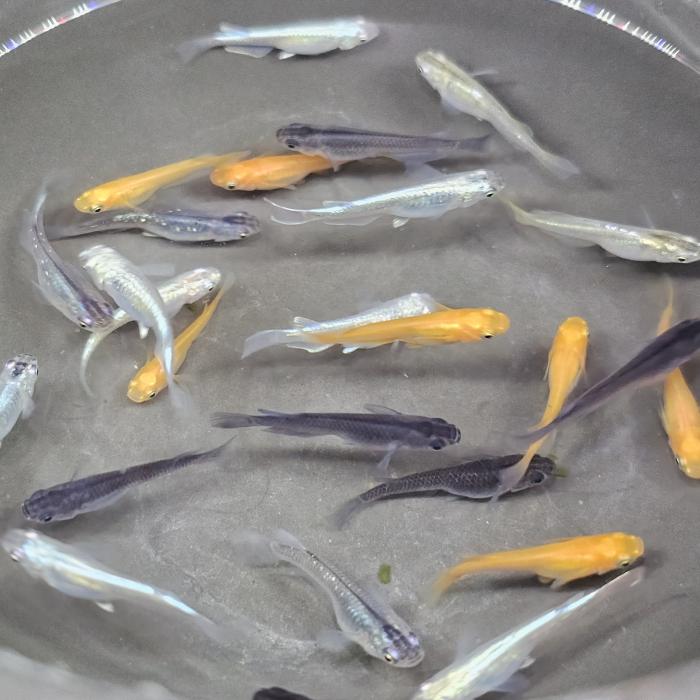 変わりメダカMIX（J-Killy）