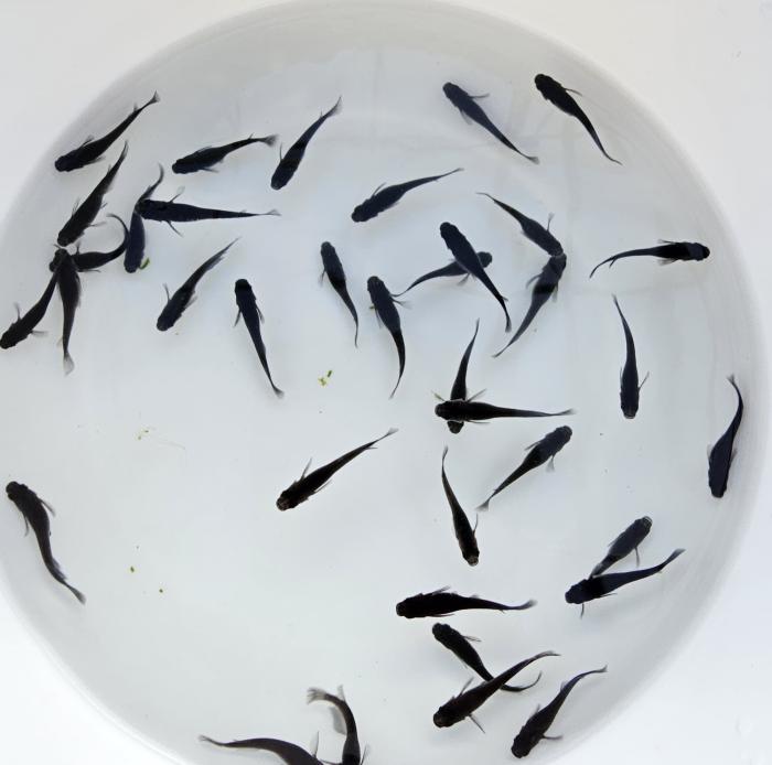 オロチメダカ（J-Killy）