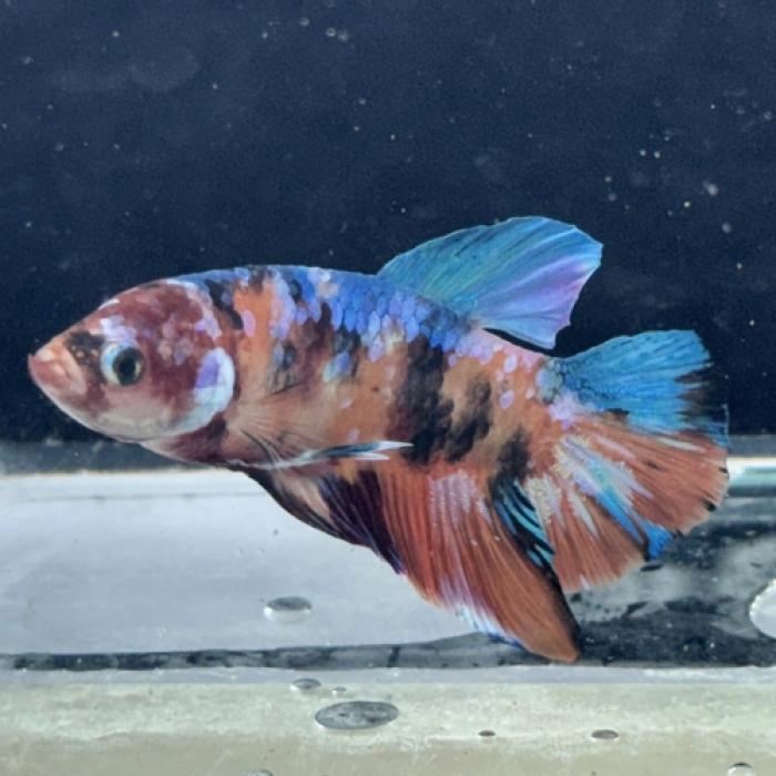 ＰＫＨＭ・コイカラーカッパーキャディギャラクシー（オス）