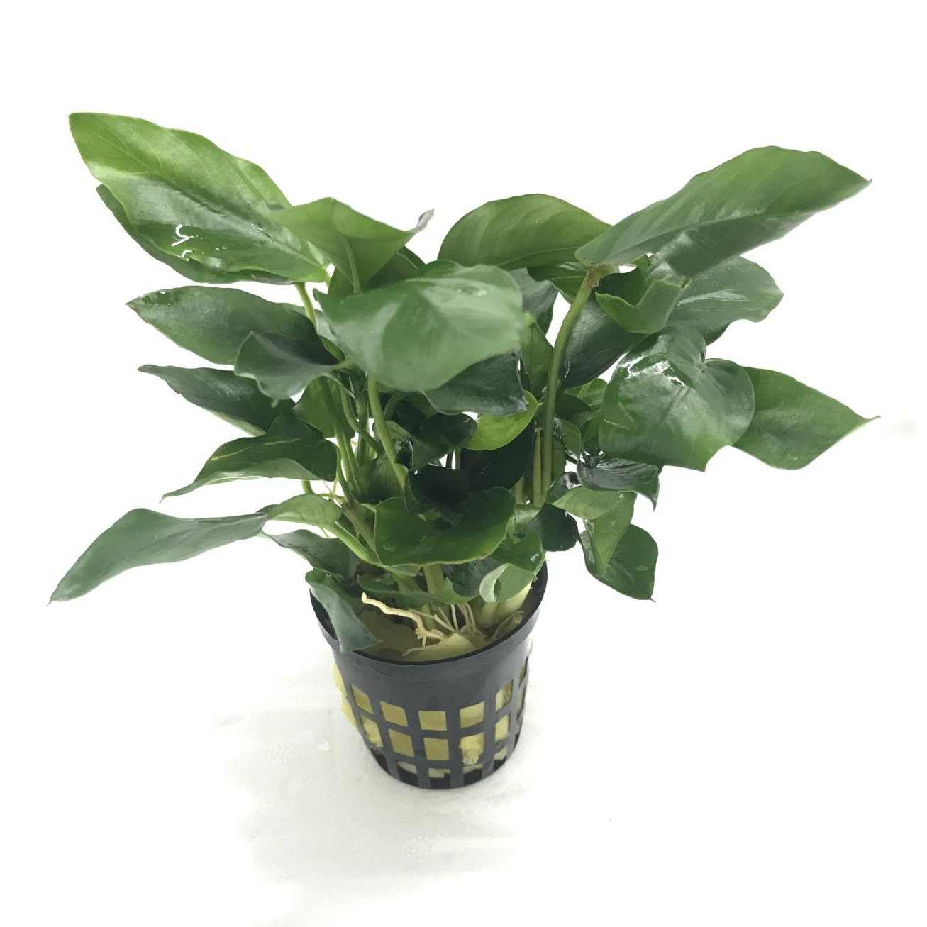 アヌビアス　ナナ　（ＰＯＴ）※2月限定特価