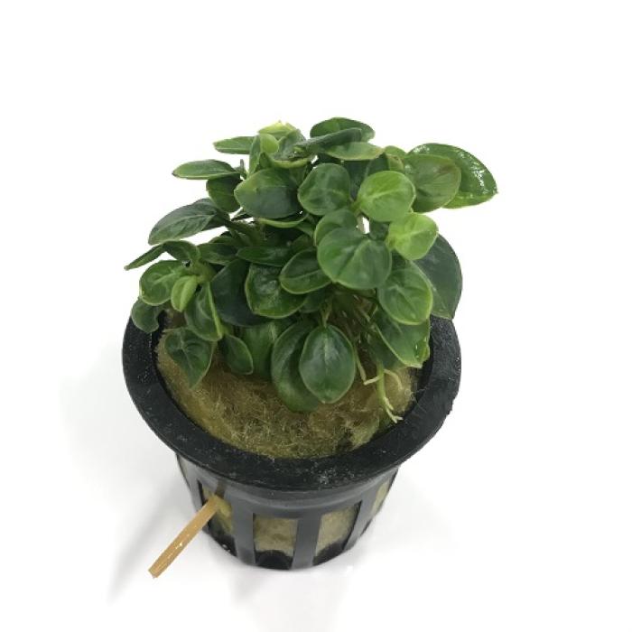 アヌビアス　スターダストミニ（ＰＯＴ）