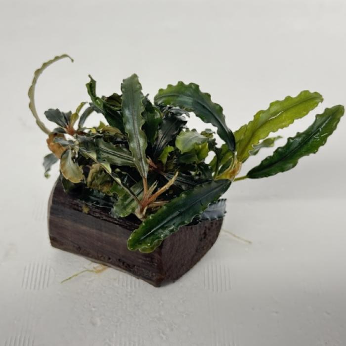 ブセファランドラ付きミニ流木