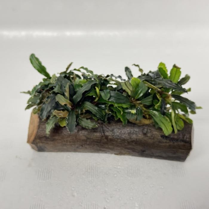 ブセファランドラ・2種アソート付き流木