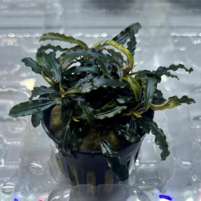 ブセファランドラ・ダークベルベット（ＰＯＴ）